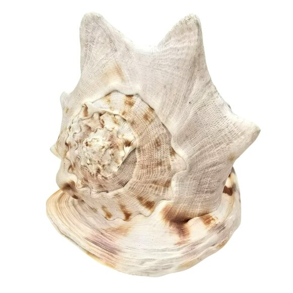 Decorative Natural Helmet Sea Shell Ornament For Home Decor Or Aquariums JE256 - Picture 2 of 10